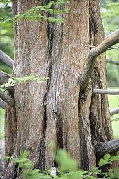 《赛博朋克2077》免费DLC和扩展名称泄漏 新地点新任务